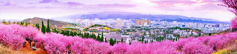 1663918539478083.jpg 满城花海.jpg