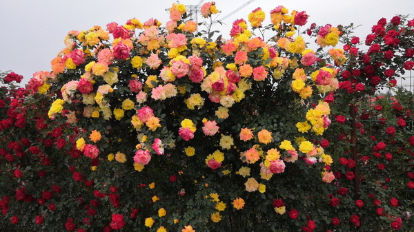 1686130569130434.jpg 2_调整大小.jpg