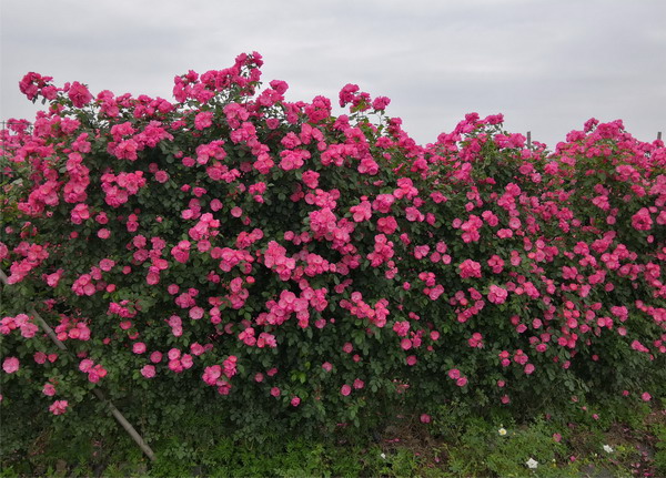 1686130592752035.jpg 3_调整大小.jpg