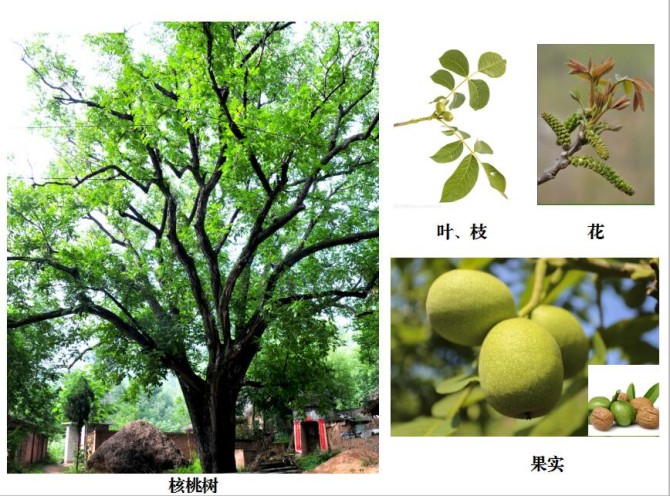 图片1_副本.jpg
